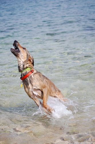 navajanje psa na morje