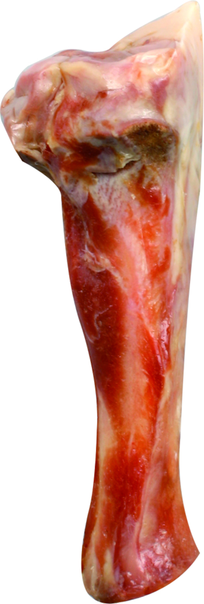 Flamingo naravna kost medium 190-300g