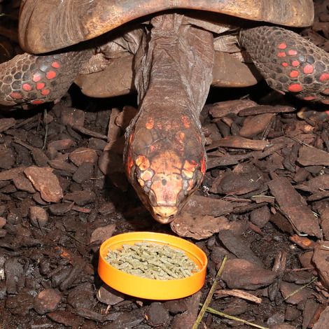 JBL Agivert 250ml – hrana za kopenske želve