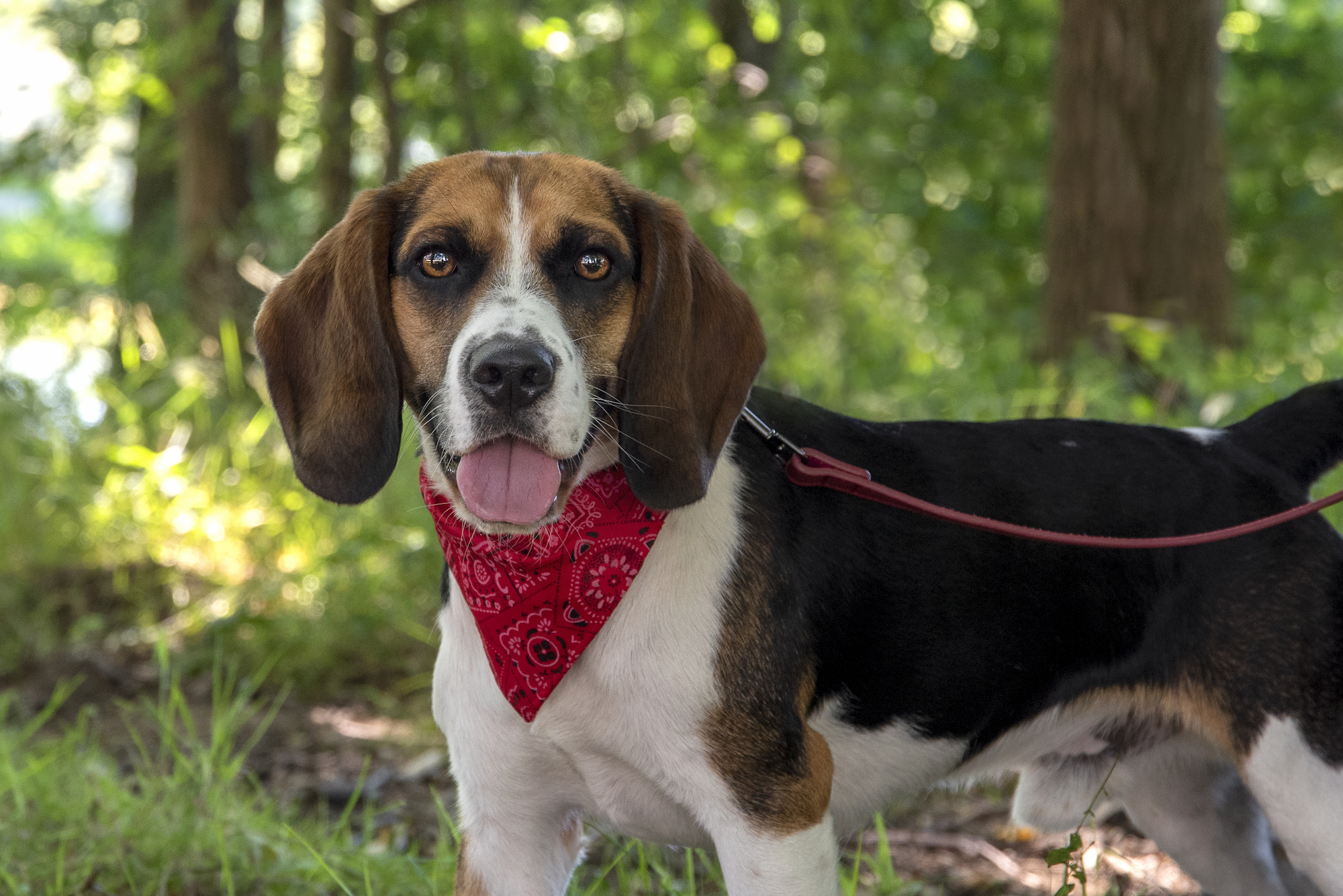 Flamingo Ovratnica z rutko rdeča