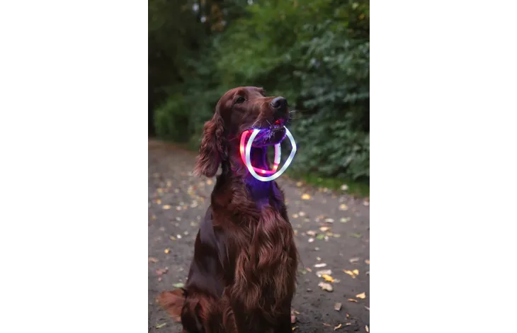 LED svetleča ovratnica za pse 20-70cm/16mm črna Flamingo