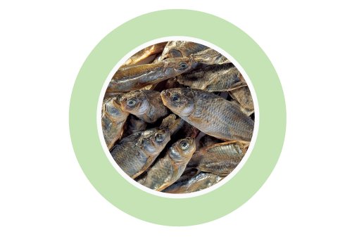 Padovan Fishes za želve 1000ml
