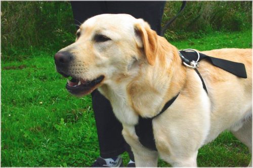 Varnostni pas za psa z oprsnico M IPTS