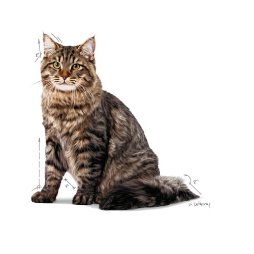 Royal Canin Urinary Care 85g - Image 4