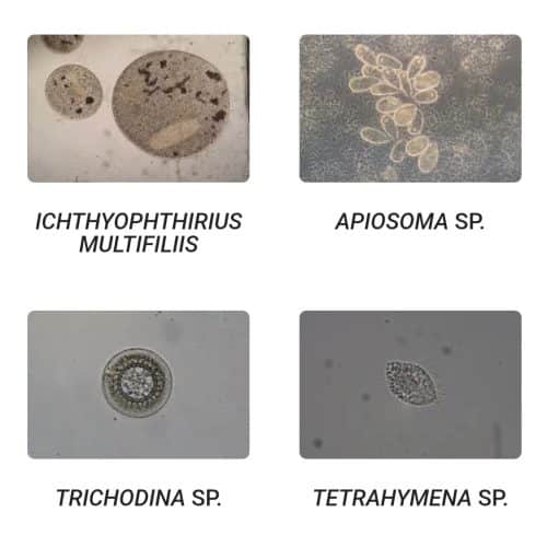 Esha Exit zdravilo za ribe proti belim pikam 20 ml