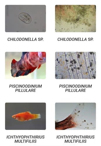 Esha Exit zdravilo za ribe proti belim pikam 20 ml