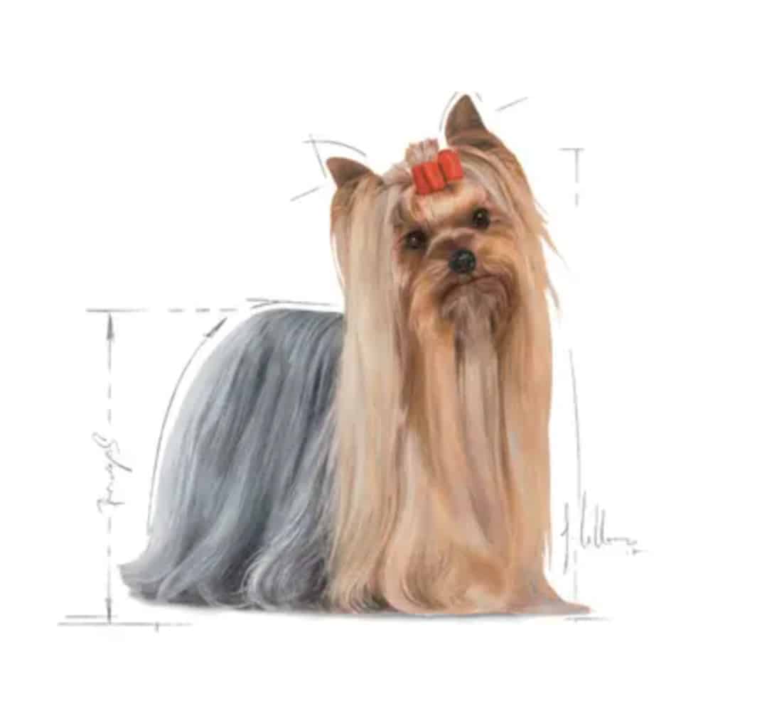 Royal Canin Yorkshire Terrier 85g