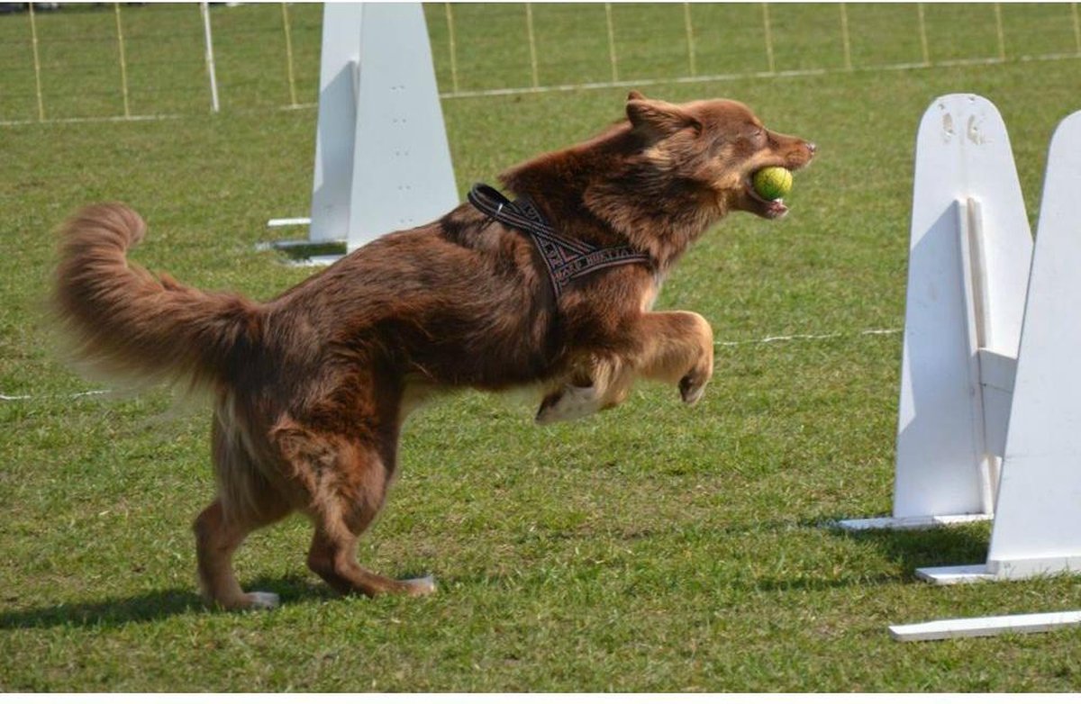 Odsevna in športna oprsnica za psa 60cm Hurtta